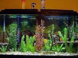 Whether it's a large fish tank design, bright aquarium lights, or even fish tanks, there's no limit to the fun things you can use aquarium decorations for. Pin On Fish Tank Ideas