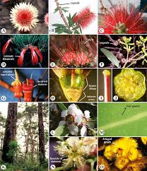 Image result for Lythraceae