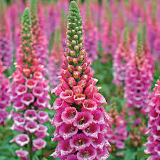 Digitalis has long been used as a treatment for heart failure in addition to a range of other traditional uses. Digitalis Purpurea Candy Mountain White Flower Farm