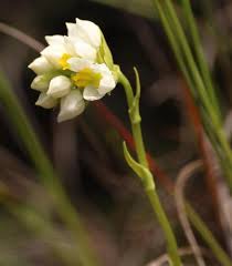 Image result for Schizochilus