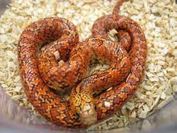 Flame Hypo Brooks Kingsnake Florida King Snake Pets Animals