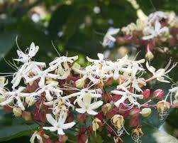 Image result for Clerodendrum melanocrater