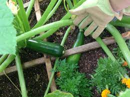 If you have yet to discover the advantages and pleasures of the. Square Foot Gardening The Kitchen Island