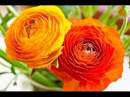The saffron crocus is a valuable flower not for its beauty, but because it has saffron, one of the most expensive spices in the world. Hugedomains Com Flower Seeds Bulb Flowers Diy Wedding Flowers