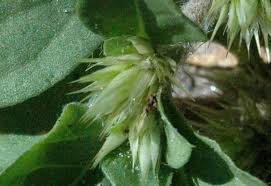 Image result for Alternanthera pungens
