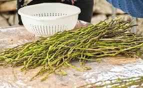 L Asperge Sauvage Recolte Et Utilisation Des Asperges Sauvages