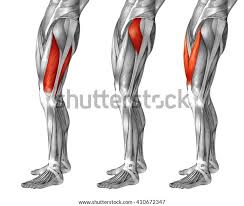 The golgi tendon organ is in the actual tendon itself with the sole function being to measure muscle tension. Upper Leg Muscles And Tendons Conceptual 3d Human Upper Leg Anatomy Or Anatomical And Muscle Isolated On White Stock Photo Image By C Design36 94594834 Soleus Calcaneal Tendon Achilles Tendon The Imagines