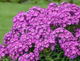 Plant phlox in the spring—after the threat of frost has passed—and space the plants 1 to 2 feet apart. Phlox Paniculata Laura Garden Phlox