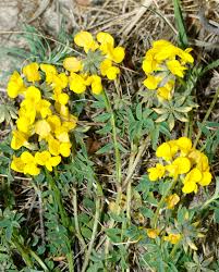 Image result for Microcharis annua