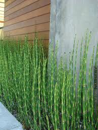 Black Bamboo Plants For Sale Gauteng Temperate Equisetum Water Bamboo Small Bamboo Plants Bamboo Plants Outdoor Bamboo Plants