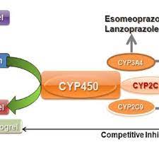 Pdf The Clinical Relevance Of The Clopidogrel Proton Pump Inhibitor Interaction