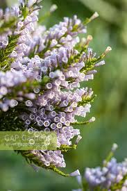 Image result for Fabiana imbricata