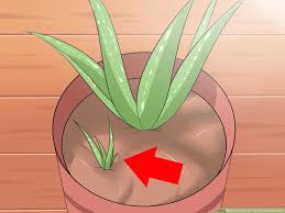We did not find results for: How To Care For Your Aloe Vera Plant 10 Steps With Pictures