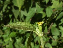 Image result for Synedrella nodiflora