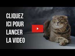 Epingle Par Murielle Guerin Sur Corps Humain Sante Des Chats Recettes De Nourriture Pour Chien Nourriture Chat
