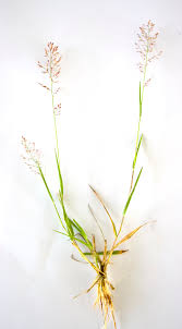 Image result for Eragrostis unioloides