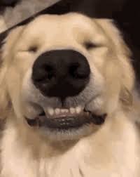 Animated gif images of good luck wishes Good Luck Dog Gifs Tenor