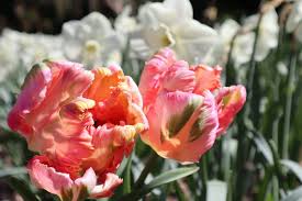 Seasonal spring flowers by colour to help you plan beautiful bouquets suited to the season. Cafe Au Latte Goebel Hill Farm