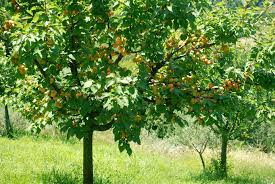 Over vigorous trees expend all their energy in growing wood and do not produce flower buds. Apricot Tree Living In Italy