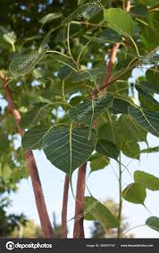 Image result for Ficus religiosa