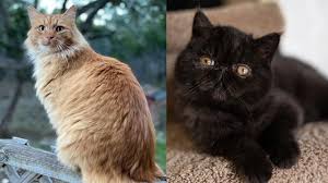 47 gambar wallpaper kucing lucu keren blog teraktual. 8 Perbedaan Kucing Anggora Dan Persia Jangan Sampai Salah Hot Liputan6 Com