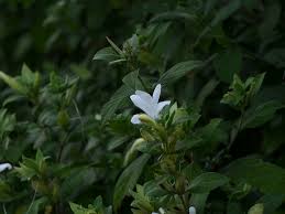 Image result for Barleria whytei