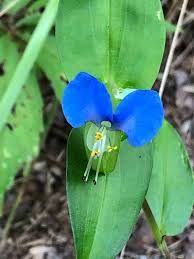 Image result for Commelinaceae