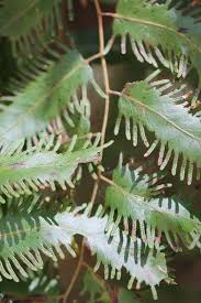 Image result for Lygodiaceae