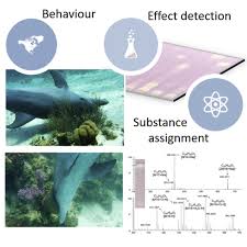 Image result for Red Marina 1992 UMM