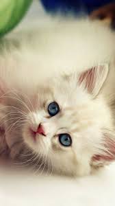Cute I Phones Wallpaper With High Resolution 1080x1920 Pixel Download All Mobile Wallpapers And Use Them As Wallpapers For Your I Pictures Orange Kittens Cats