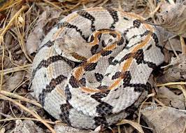 Juvenile Timber Rattlesnake A Juvenile Timber Rattlesnake Crotalus Horridus C Ad Juvenile Crotalus Rattlesnake Juv Rattlesnake Snake Animals Bugs