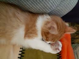 Satin Alma Sahiplen Ev Kedisi Olmak Evcil Kedi Kedi Uyku