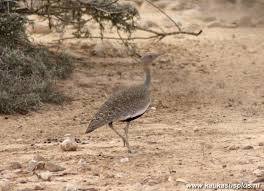 Image result for Burttia prunoides