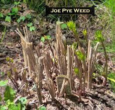 Large run of perennial wetland favorite joe pye weed, slight uphill into a sun flare through the backwoods. Spotted Joe Pye Weed Gateway To Butterflies