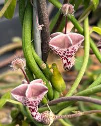 Image result for Ceropegia simplex