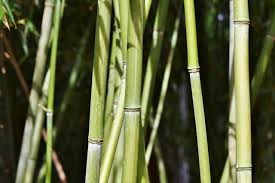 Bamboo is one of my favorite group of plants. How To Start A Bamboo Farm Farm Animals
