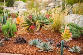 1001 Idees Fantastiques De Decor Avec Plantes Grasses D Exterieur Plantes Grasses Jardin De Plantes Grasses Jardin Exotique