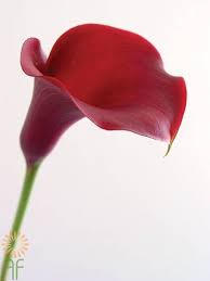 Fortunately, beautiful calla lily bouquets are easy to fashion yourself. Majestic Red Mini Callas Wholesale Flowers Diy Wedding Flowers