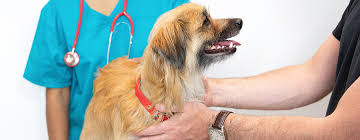 The only accurate way to tell if your dog has an increased body temperature is to take his rectal temperature. Cancer In Dogs Symptoms Treatment Purina
