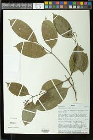 Image result for Tarenna leonardii