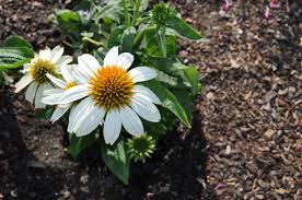 Deadheading will prevent seeding, but birds are crazy about the seeds, and the seedheads. Powwow White Coneflower