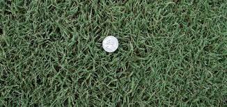 It's the most popular grass for golf courses and sports fields in southern states. 419 Tifway Bermuda Grass Farm To Home Delivery The Grass Outlet