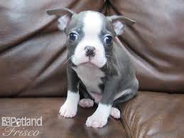 The cheapest offer starts at £2,300. Boston Terrier Dog Male Blue W White 2722309 Petland Frisco Tx