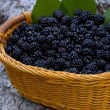 Read ratings & reviews · shop our huge selection · fast shipping Blackberry Marionberry Marion Rubus Hybrid My Garden Life