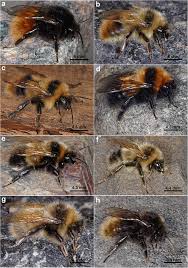 Image result for Bombus hyperboreus