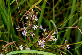 Image result for Aspidoglossum araneiferum