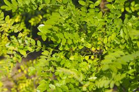 Image result for Styphnolobium