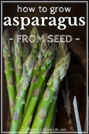 How To Grow Asparagus From Seed Organicgardening Vegetablegardening Easygardening Asparagus Gard Growing Asparagus Asparagus Growing Asparagus From Seed