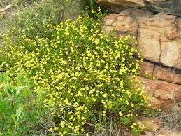 Image result for Cineraria saxifraga
