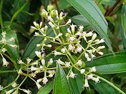 Image result for Mikania cordata